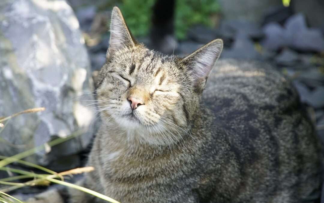 Protégez vos animaux de la chaleur