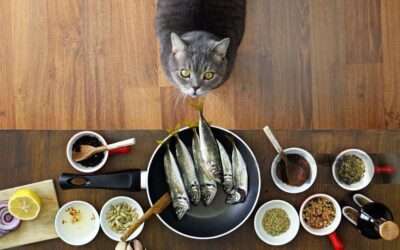 5 aliments que mon chat ne devrait pas manger