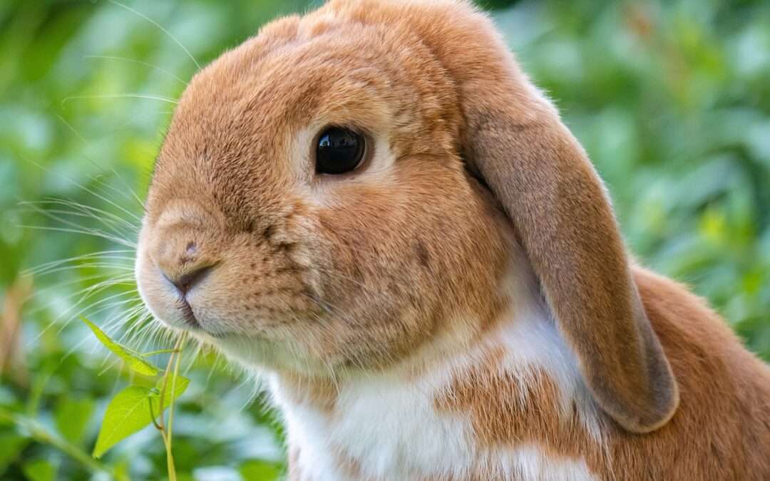 Lapin à l'automne