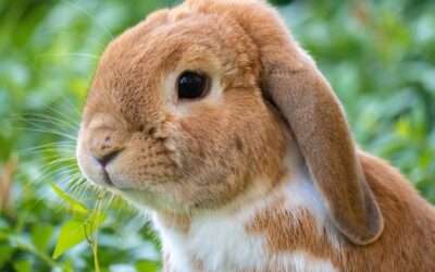 Préparer votre lapin à l’automne : alimentation et environnement