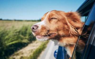 Sécurité des animaux en voiture : 4 conseils pour des déplacements sans stress