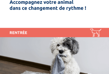 La rentrée, accompagnez votre animal