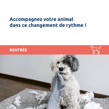 La rentrée, accompagnez votre animal